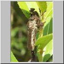 Tolmerus sp - Raubfliege 04b.jpg